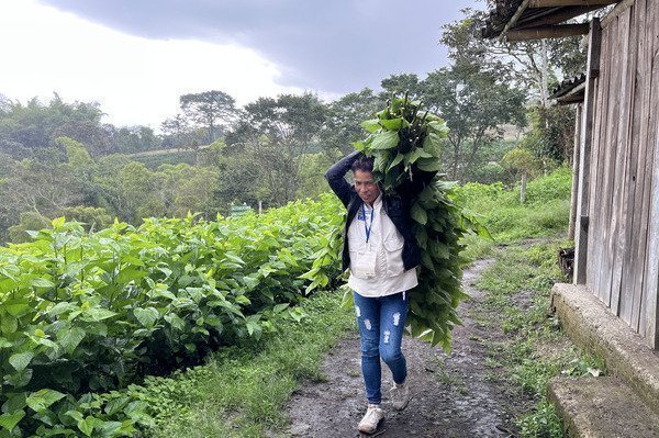 Mujer cargando plantas en el campo