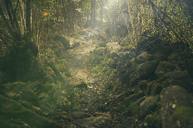 tierra,agua, sol, naturaleza, plantas