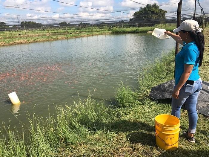 Fortalecimiento Piscícola en Santander   