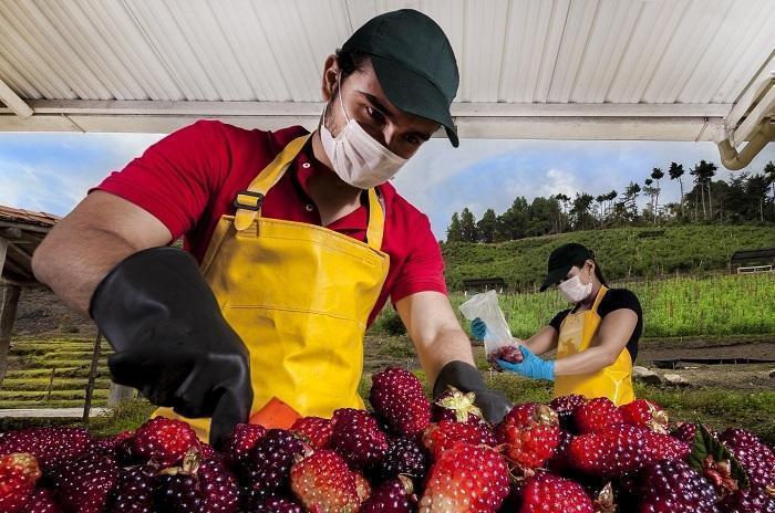 Proyecto empresarial Agroecológicos de la Cuesta a cargo de Andrea Ávila y Carlos Ávila, emprendedores asesorados UPB Bucaramanga