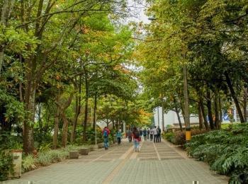 Tunel verde del Campus Laureles