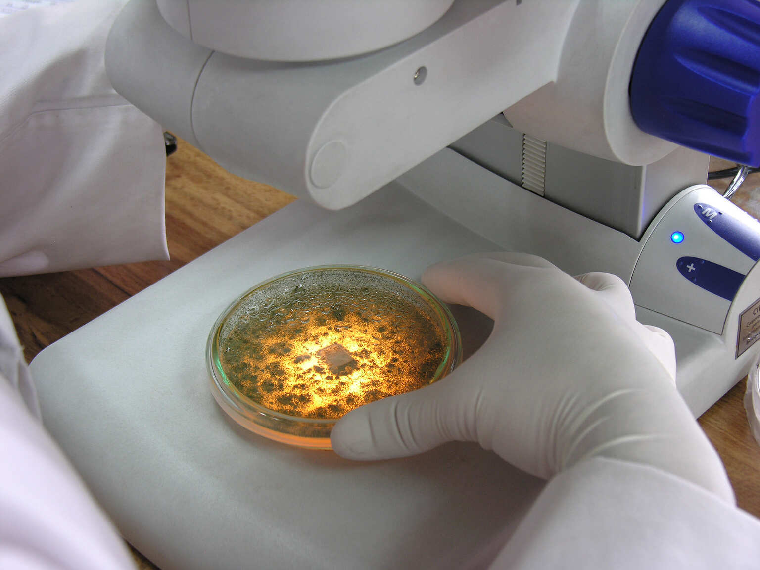 Día mundial de la investigación contra el cáncer