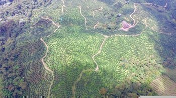 Agroindustria colombiana