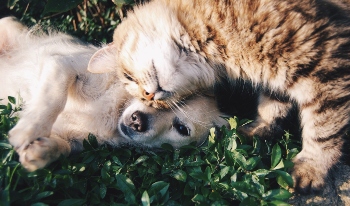 Perro y Gato