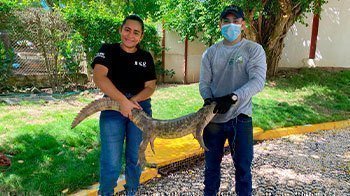 Fauna silvestre de visita en UPB Montería