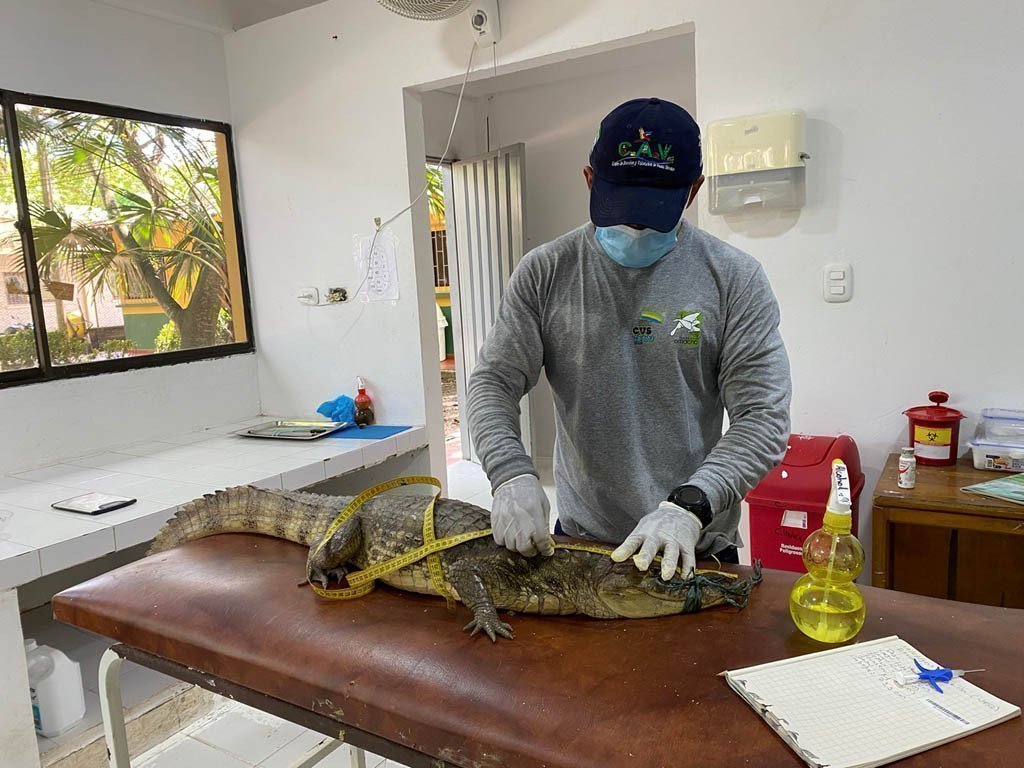 Fauna silvestre de visita en UPB Montería