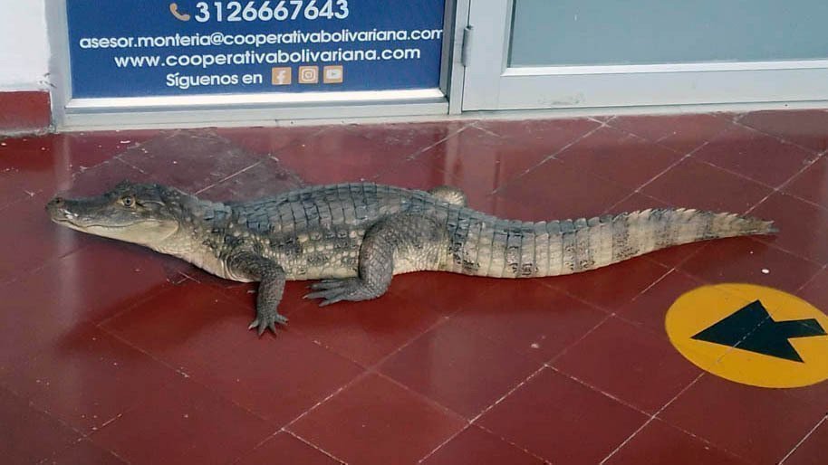 Fauna silvestre de visita en UPB Montería