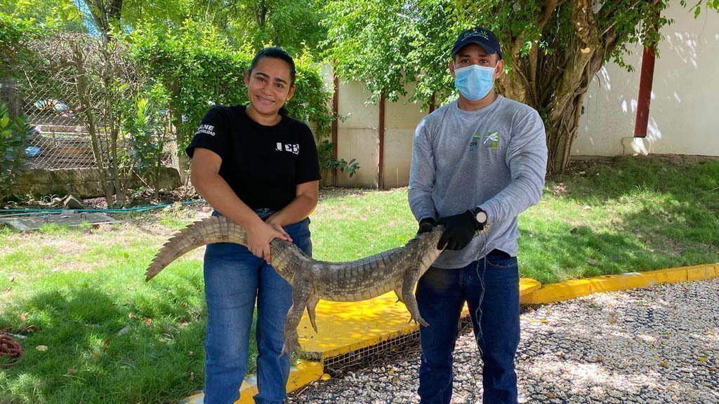 Fauna silvestre de visita en UPB Montería