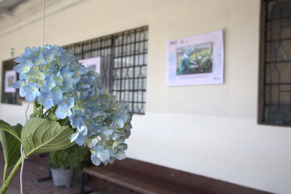 Desarrollo sostenible en la agroindustria de hortensias en el Oriente Antioqueño