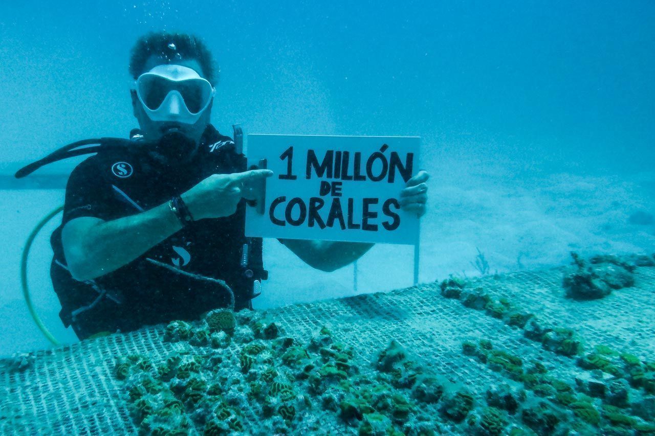 Carlos Correa sembrando fragmentos de coral