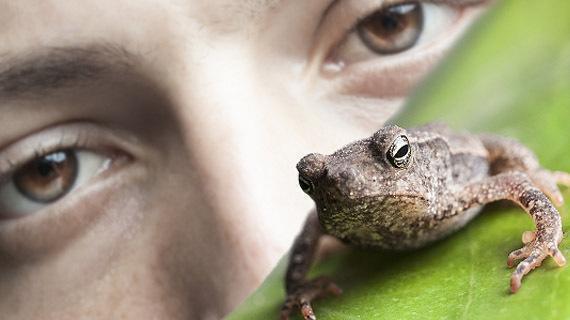 persona mirando una rana